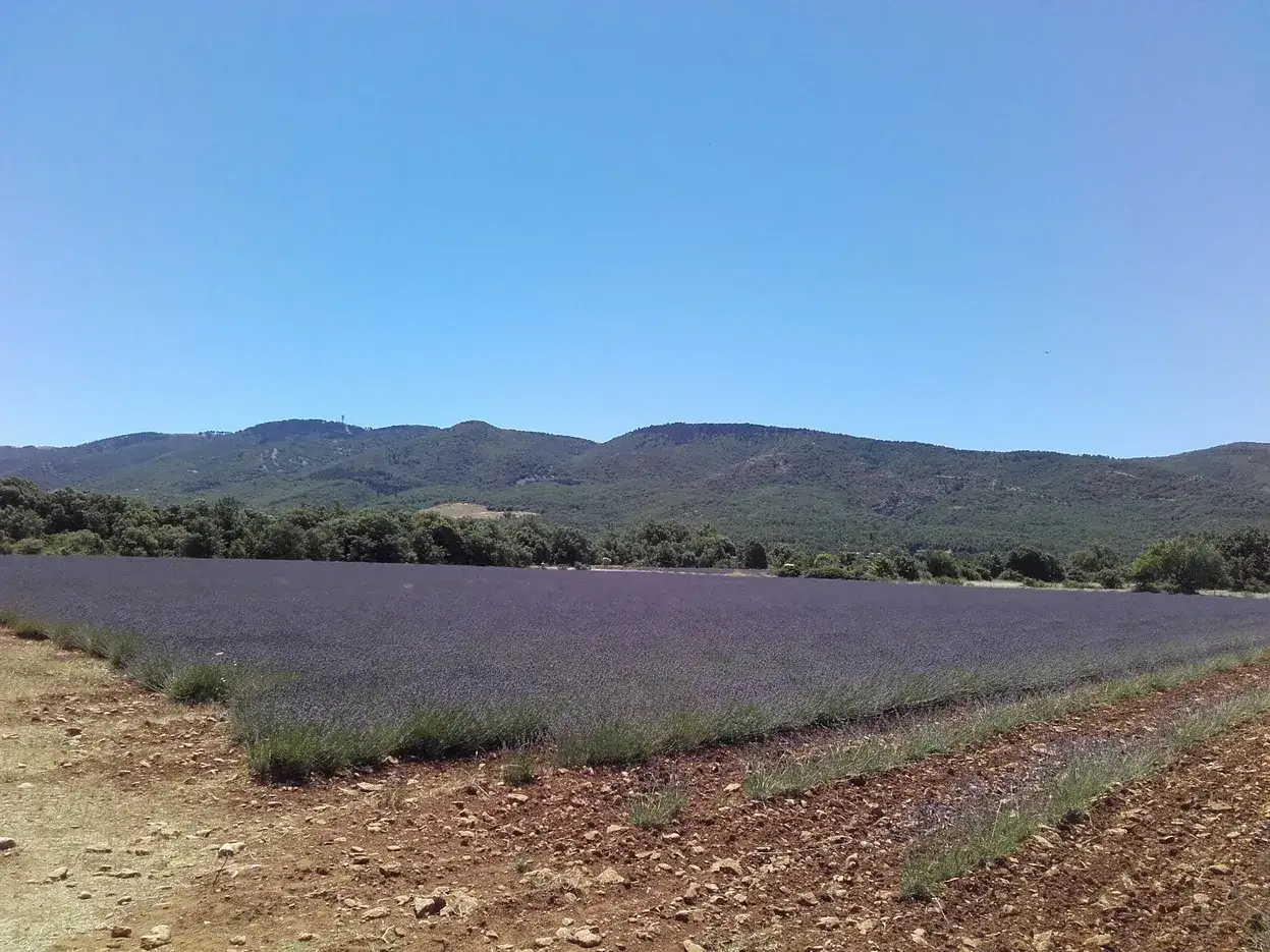 Champ de lavande &agrave; perte de vue sous un ciel bleu, s'&eacute;tendant sur le plateau des Clapar&egrave;des. Les collines verdoyantes en arri&egrave;re-plan compl&egrave;tent ce paysage proven&ccedil;al.