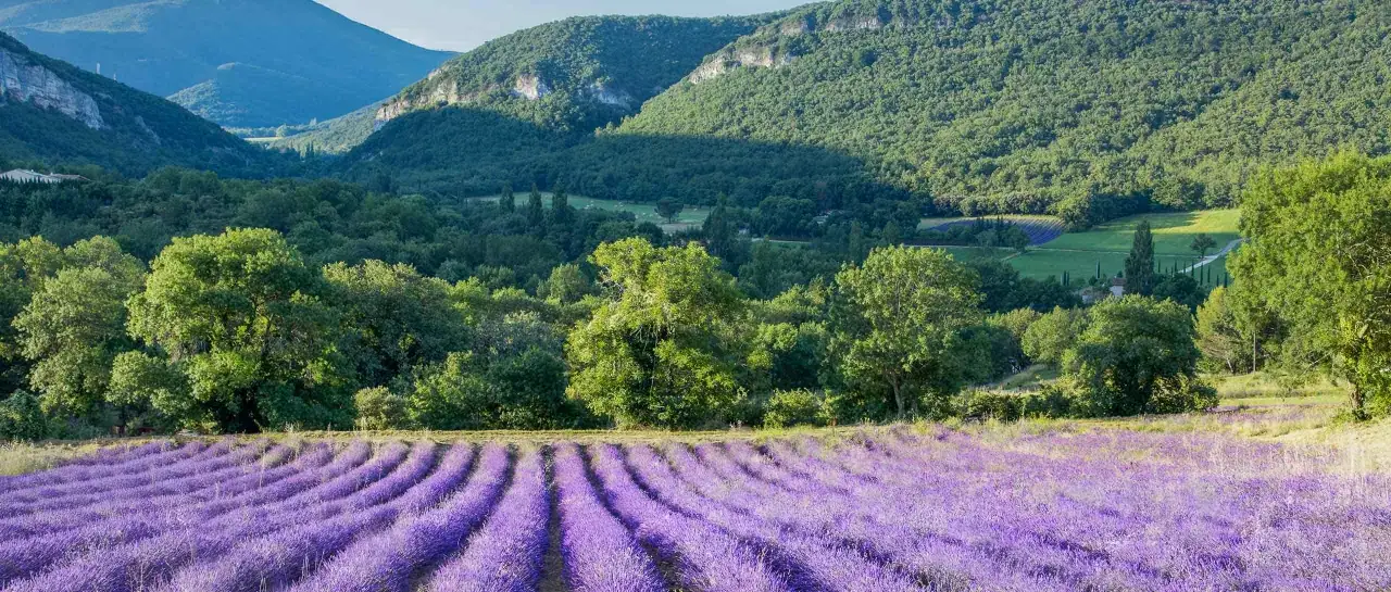 Champ de lavande en Provence, une vari&eacute;t&eacute; de lavande aux couleurs vives s'&eacute;tend &agrave; perte de vue, bord&eacute; par des collines verdoyantes et des montagnes.