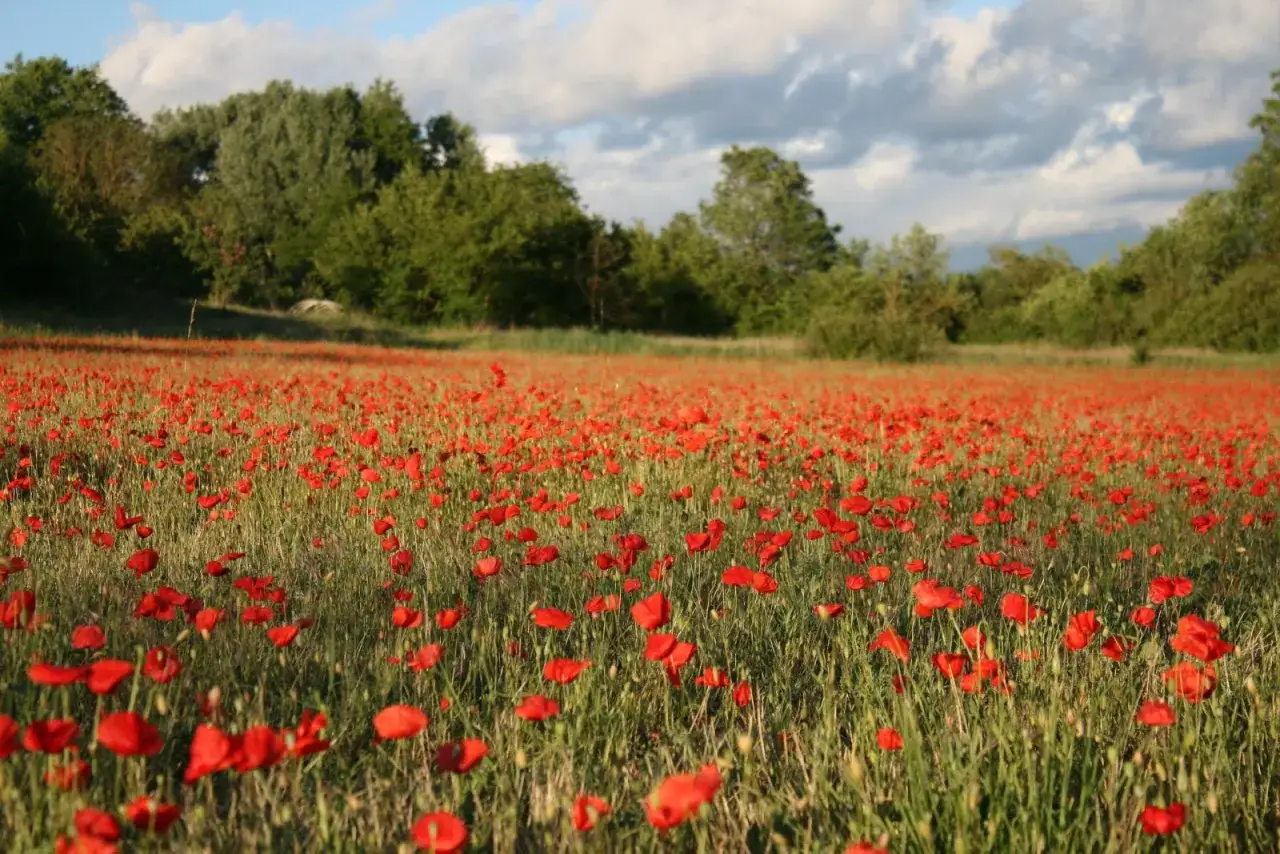 Vaste champ de coquelicots rouges sous un ciel nuageux. Les fleurs dansent au vent, cr&eacute;ant une mer &eacute;carlate.