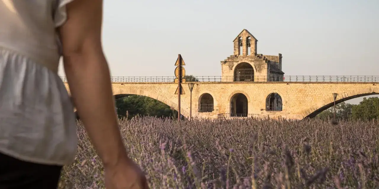 Un champ de lavande violette s'&eacute;tend devant le Pont Saint-B&eacute;n&eacute;zet. Id&eacute;al pour savoir que faire &agrave; Avignon ce week-end.