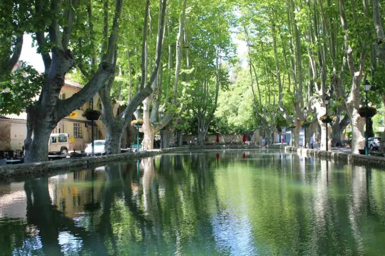 Le bassin ombrag&eacute; par les platanes, reflet du march&eacute; de Cucuron.