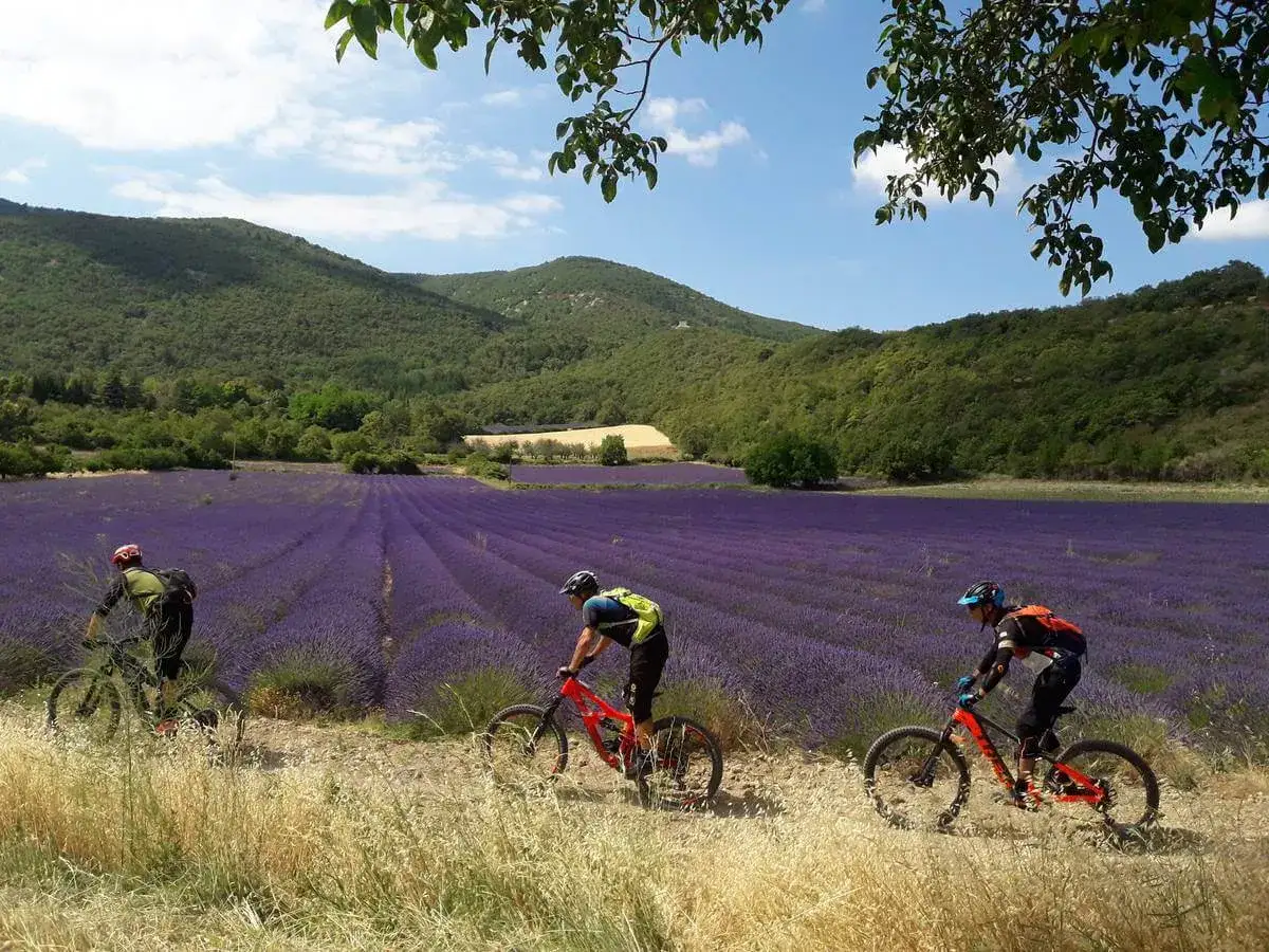 Trois cyclistes en VTT traversent un champ de lavande pr&egrave;s de Pertuis, sous un ciel bleu et des collines verdoyantes.