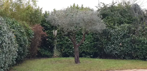 Un jeune olivier, taillé avec soin, se dresse au milieu d'un jardin verdoyant, entouré de végétation dense.